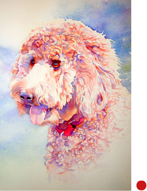 Labradoodle