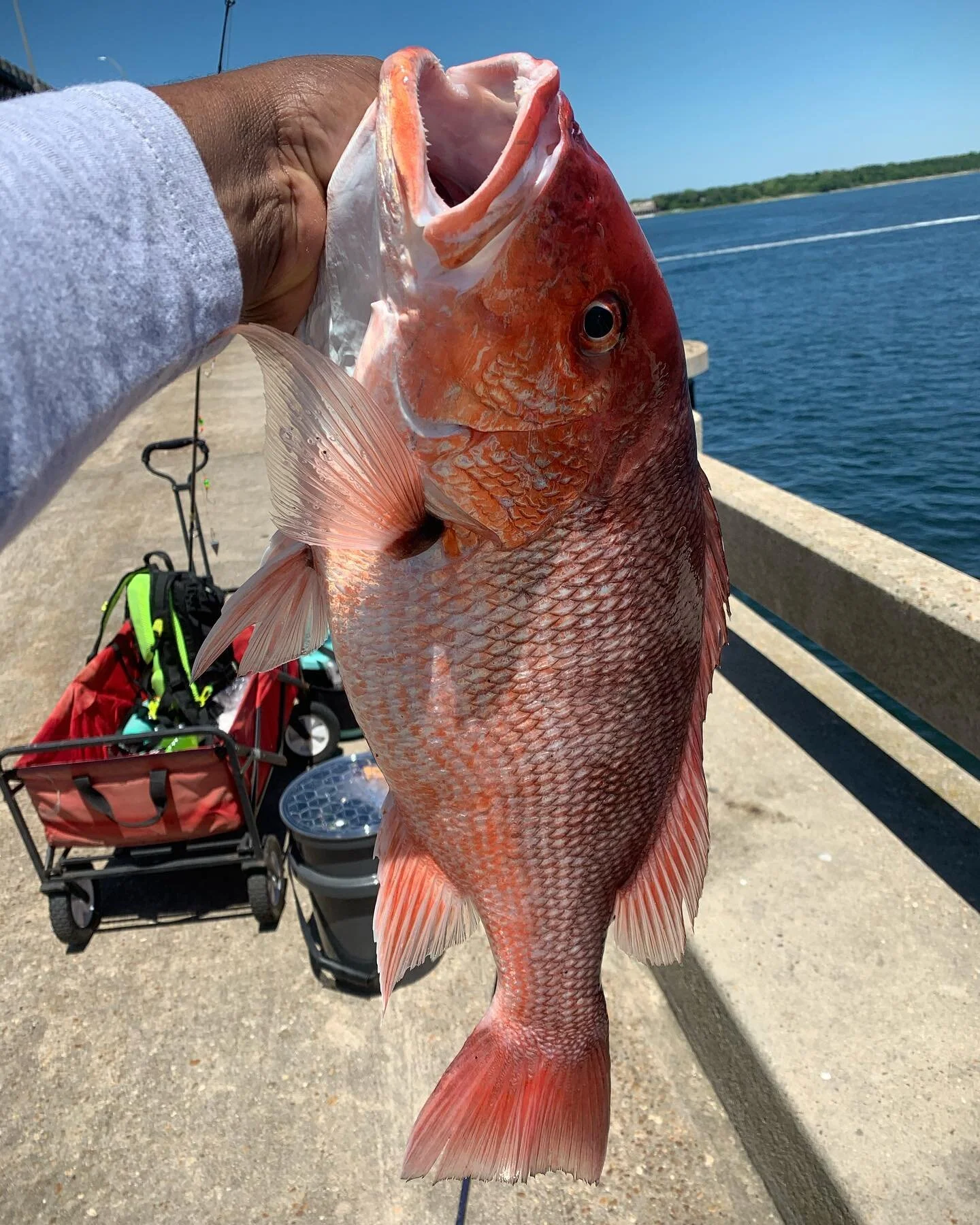 Red Snapper... First red on the Daiwa BG combo. @bullbusterdotnet  65lbs line. Red Snapper out of season. But @bullbusterdotnet is not. Go to www.bullbuster.net and use promo code PPULL. Tight Lines! #staybreezyfam #gopro #soloskiff #motivation #gopr