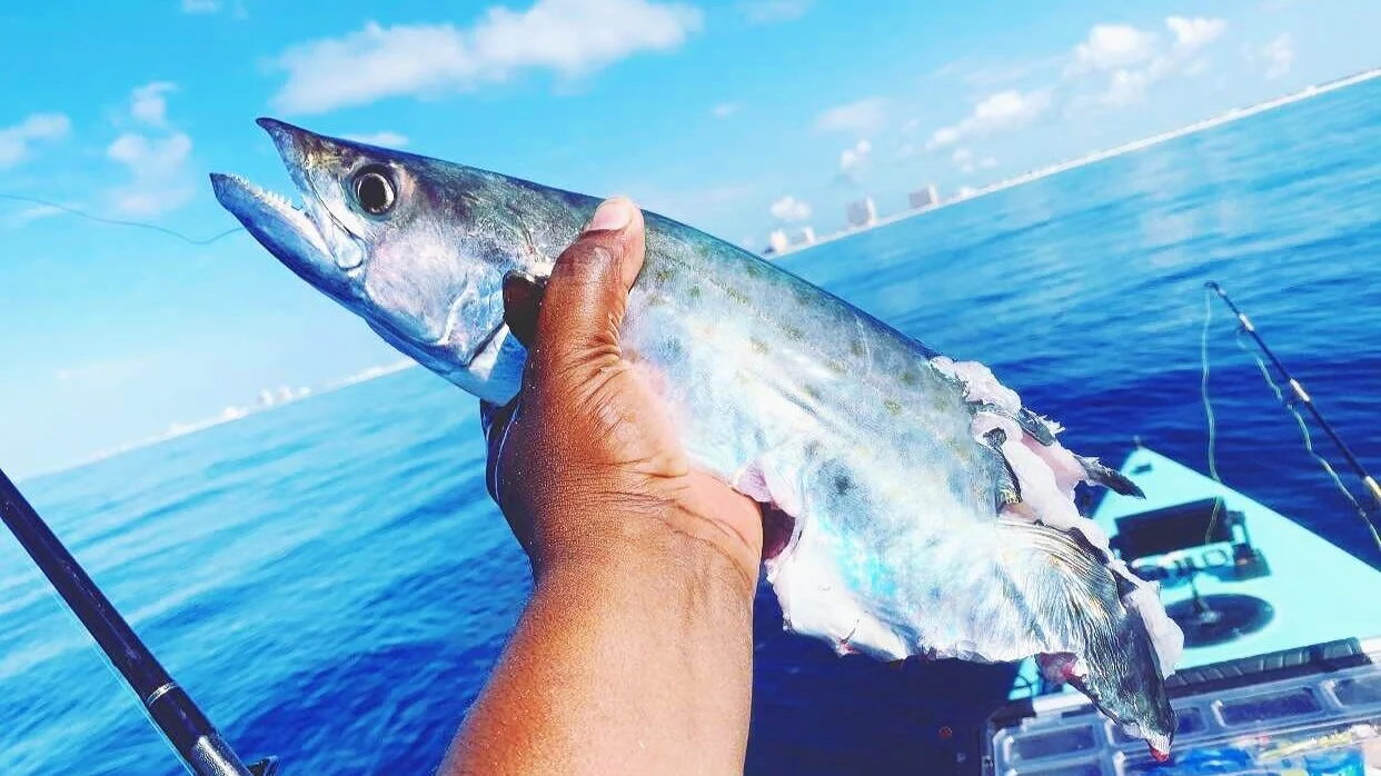 This King Mackerel had a bad day. Got shark and attacked by a barracuda that was sitting by my Solo Skiff. Beautiful day to be out on the water.