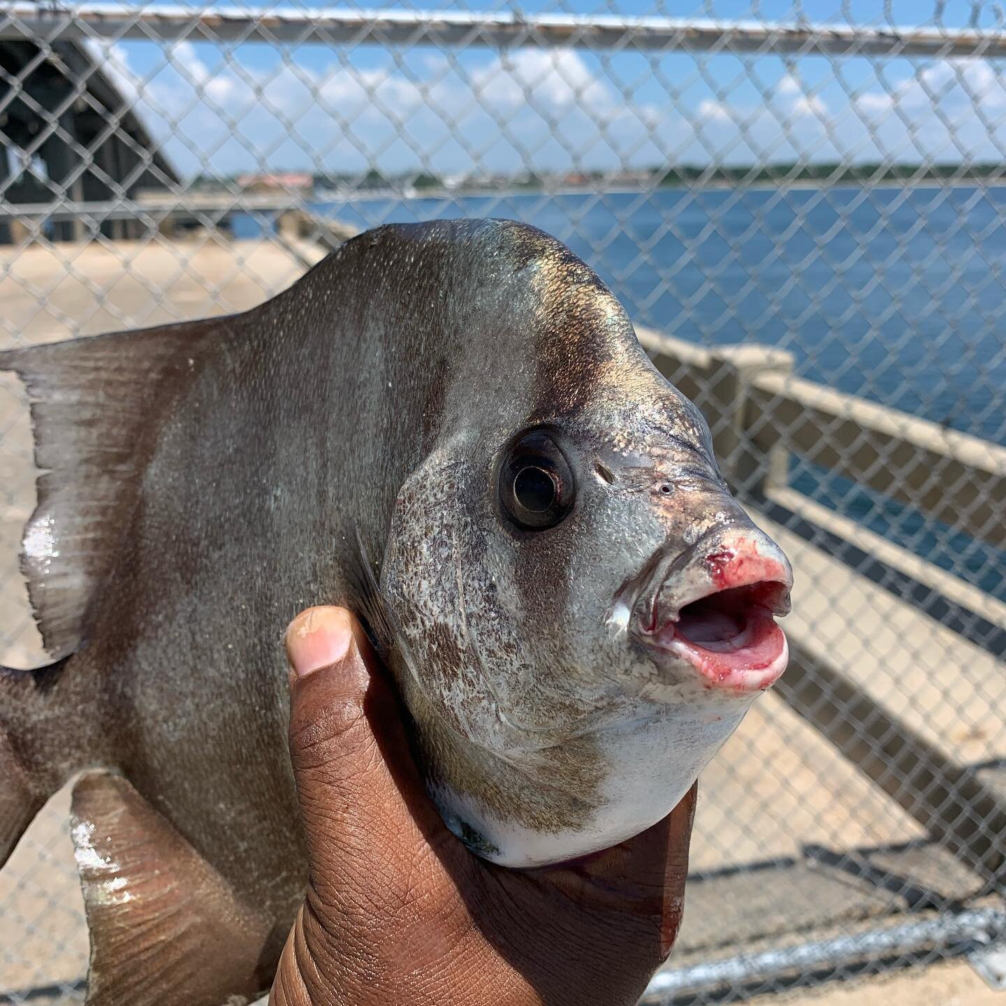 The Atlantic Spade&spades;️ Fish is a disk-shaped, silvery fish with about four or five black, irregular bands on its sides that fade with age. The spiny and soft parts of the dorsal fins are nearly separated and the soft front lobes of the soft dors