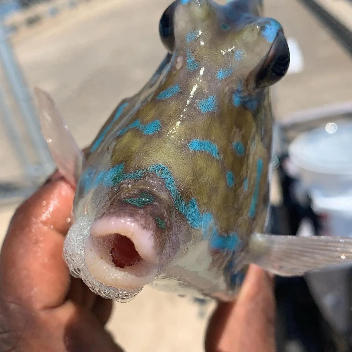 The scrawled cowfish is a species of boxfish native to the eastern Atlantic. They range in size from 8&ndash;15 inches, with a maximum length of 18 inches, and can be found at depths between 6 and 80 feet. It is common to occasional in Florida and Ba