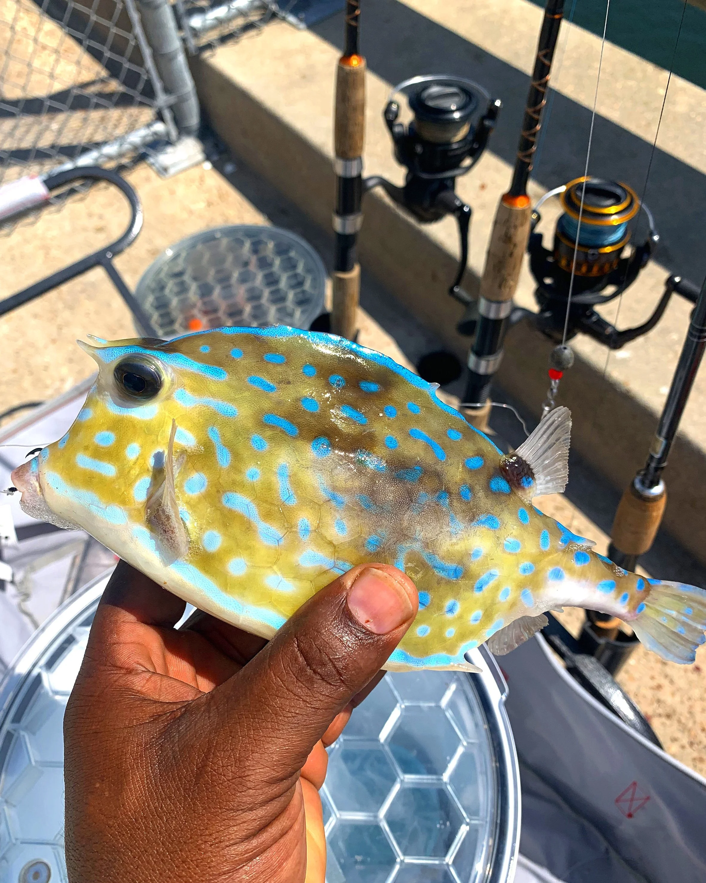 Crawled Cowfish,&nbsp;Acanthostracion quadricornis.&nbsp;Fish caught off the Anglins Pier, Lauderdale-By-The-Sea, Florida, March 2015. Length: 19 cm (7.5 inches). Catch, photograph and identification courtesy of George Brinkman, Guelph, Ontario, Can…