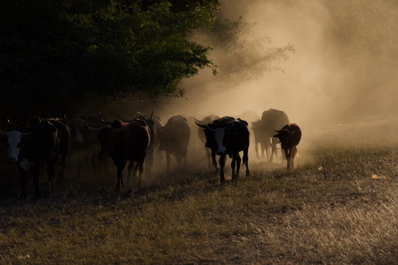 Bovine Drift Large.jpeg