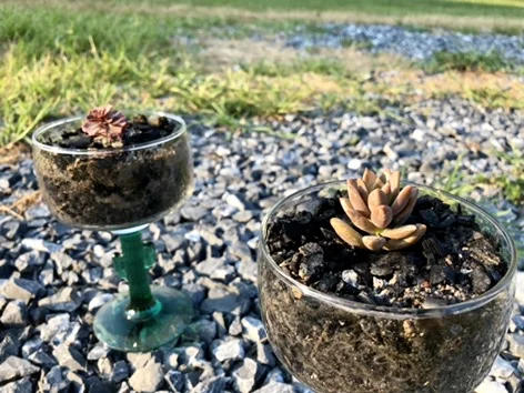 pair of succulents in cactus glasses
