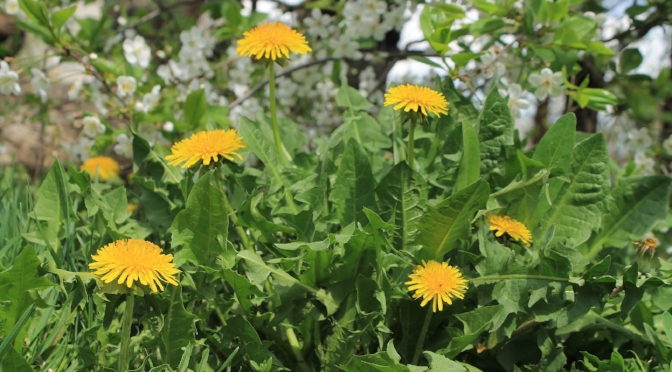 dandelion-weeds-indicator-plants.jpg
