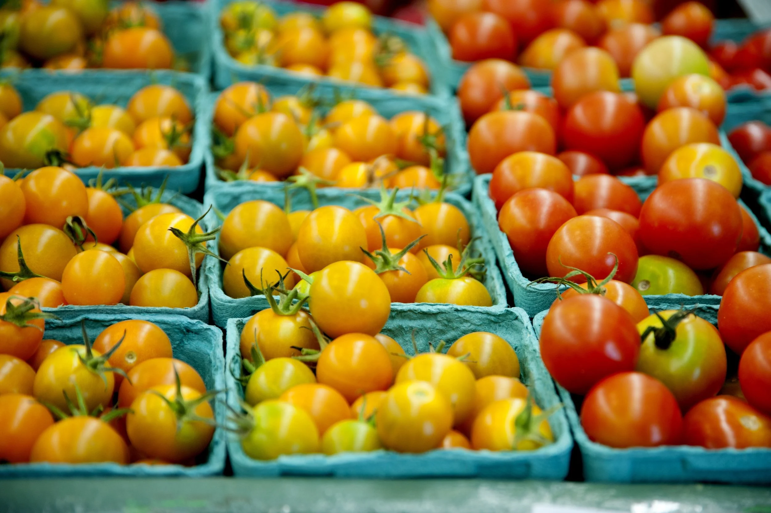 tomatoes.jpg