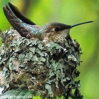 An important part of reducing rodents in your landscaped areas is keeping bushes, shrubs and trees trimmed. 
However, it&rsquo;s the beginning of baby season for humming birds and owls who have already begun to nest. 
Please refrain from trimming tre