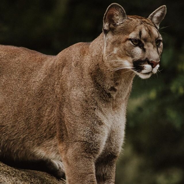 We tend to think that Mountain Lions live ... well, in the mountains.  However female Mountain Lions can have a territory range of up to 36 square miles and males up to 110 square miles. 
Because of such a large range, these graceful and solitary ani
