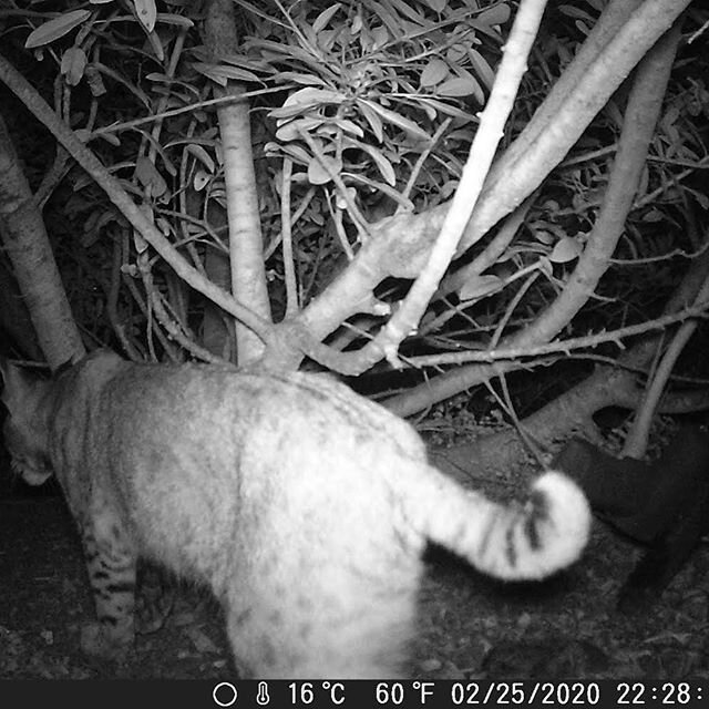 @Bobcat !

One of our scavenge cams picked up this beauty. The cam was only set to picture mode at the time, so hopefully we will get video soon.

Amazing wildlife like these California bobcats are just one of the many animals that feed on love and d