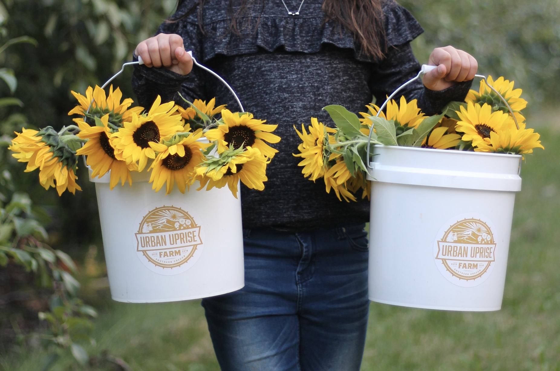 LAST WEEKEND! U-Pick Sunflowers