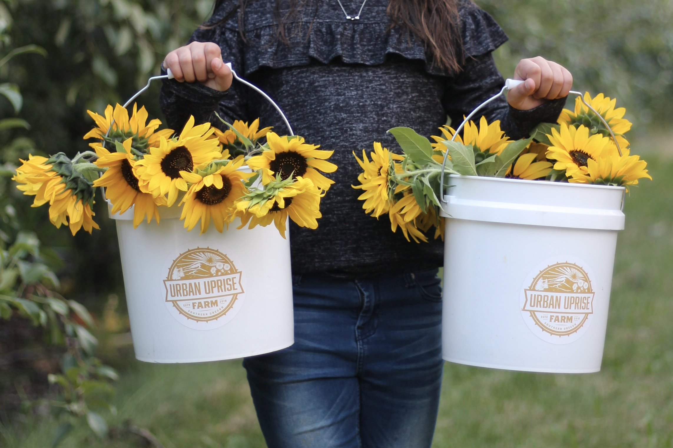 U-Pick Sunflowers