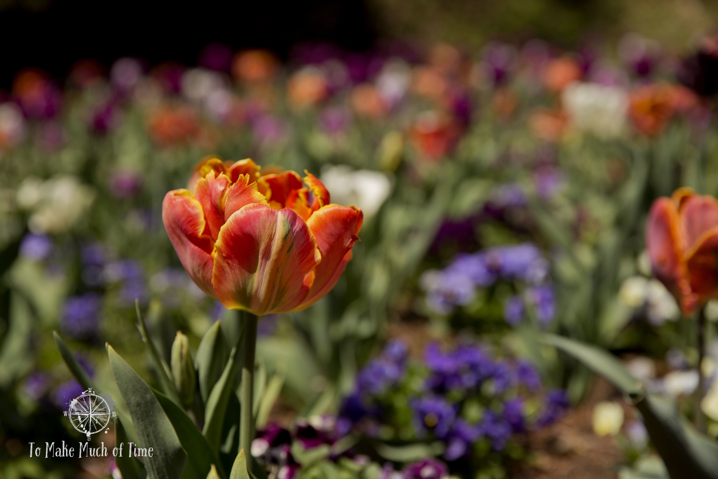 Montpelier | Garden | Tulip | Beautiful | To Make Much of Time