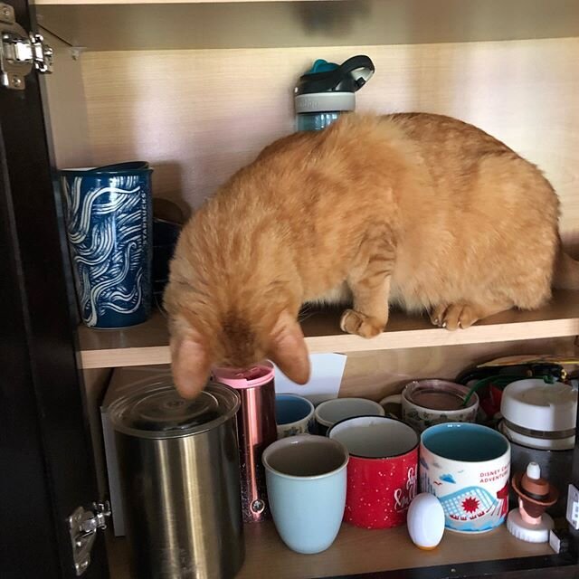 I was trying to clean a cabinet 🤔