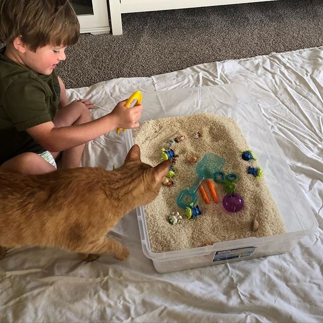 Sensory bin fun #adventuringwithoscarwilliam