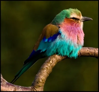 A colorful little lilac breasted roller!