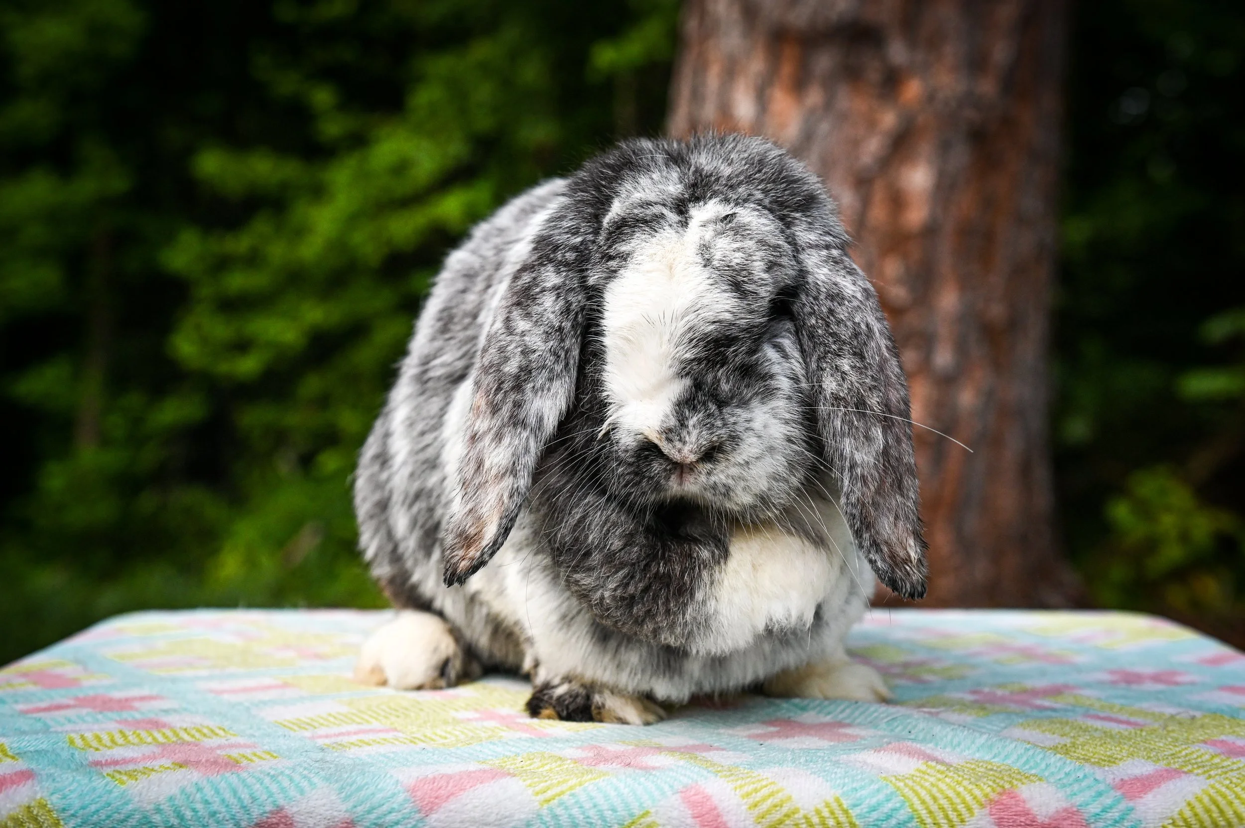 French Lops — Country Farms Rabbitry