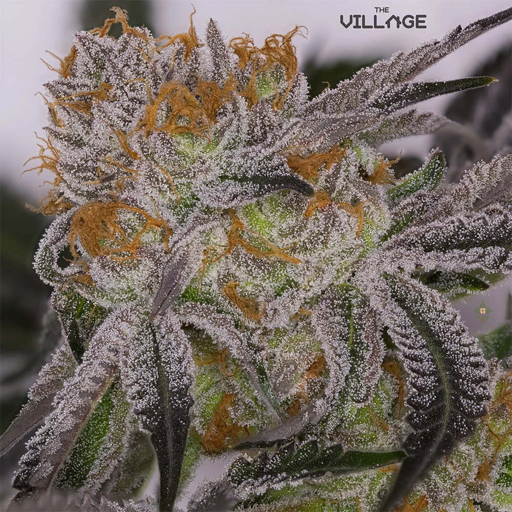 Mimosa V6 — The Village