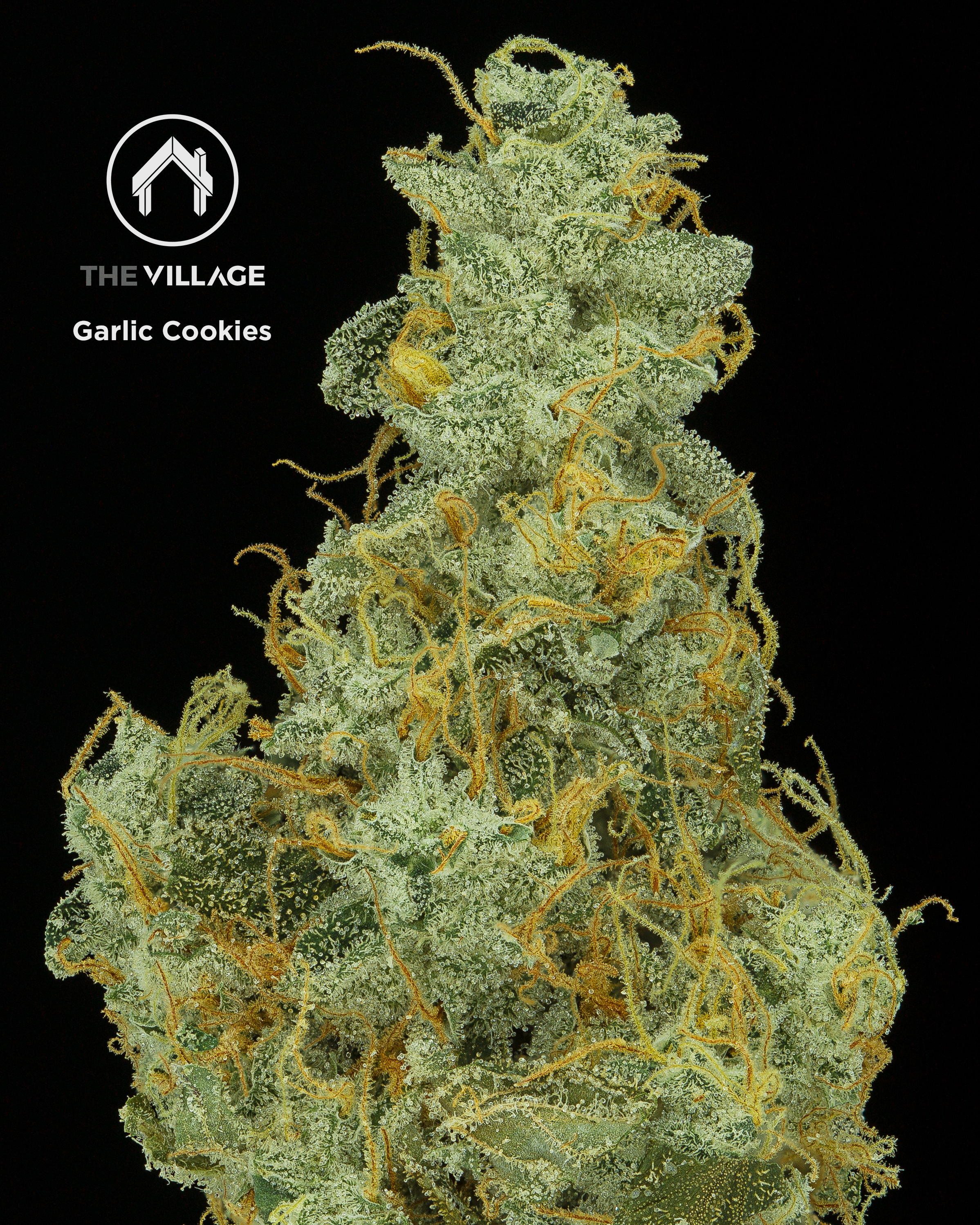 Sour Garlic Cookies 5 Sungrown Last Resort™ Pre-Ground Flower – GrowHealthy