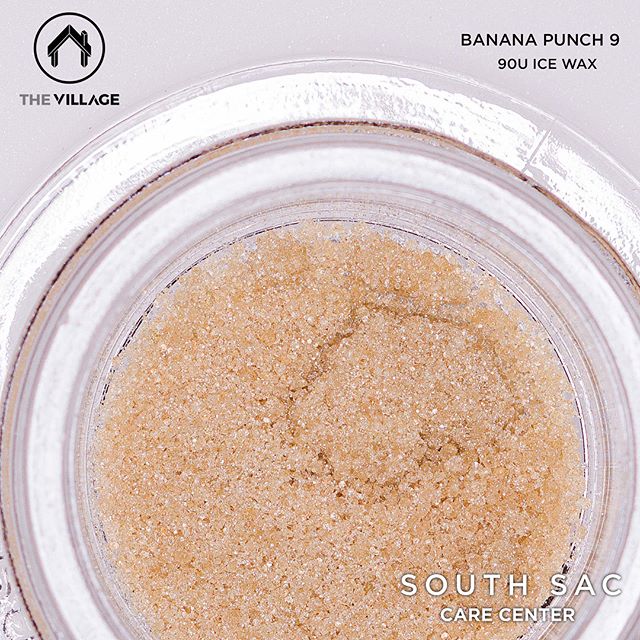 90ū Banana Punch 9 ice water hash by @_thevillage x @jungleboysfullmelts x @symbioticgenetics is back in stock! 🔥🔥🔥 78.4% THC! #sscc916