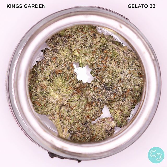 This indoor grown Gelato 33 by @kingsgarden.ca is currently available! 💙🔥 Swing through! 🛵