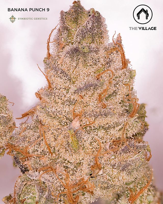 🌴 Banana Punch 9 grown by @_thevillage &amp; bred by @symbioticgenetics is now available here at @sscc_mmj! 🌴