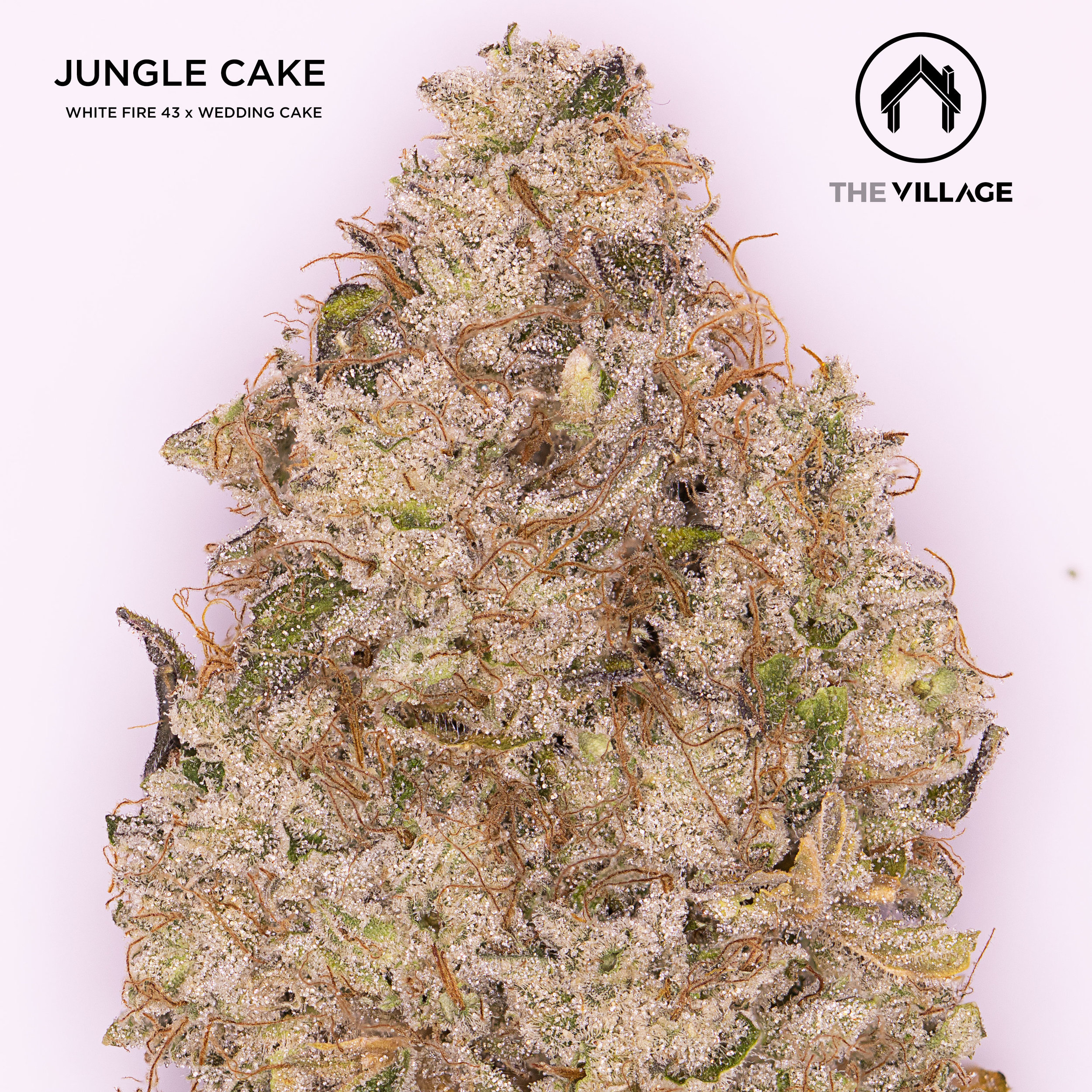 Jungle Cake Is Coming!