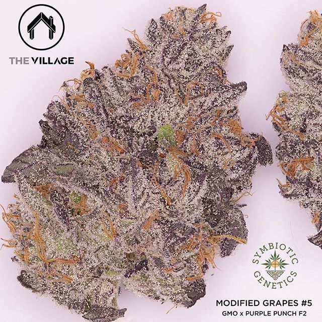 Modified Grapes #5 bred by @symbioticgenetics You will be seeing lots of her in 2019! She reeks of lemon pinesol, chem and gas with hints of sweetness  #_thevillage x #budologist420 #symbioticgenetics #modifedgrapes #gmo x #purplepunchf2 Photo by @ep