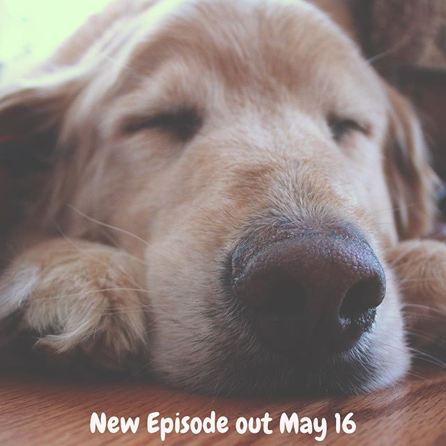 Hi! It’s us again.... we’re still recovering from our own spring break sooooo we’ll be back next week. In the meantime here is a cute sleepy doggo 🐶xoxo .
.
.
#rest #dog #sleepy #same #popculture #shitshow #nextweek #comebacklater #ttyl #podcast