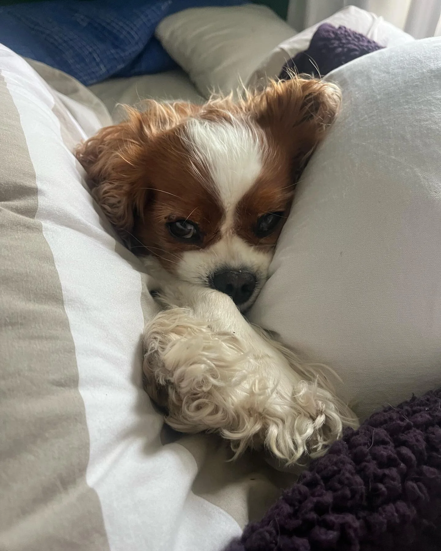 Pretty sure it doesn&rsquo;t get any cuter than this. Spencer (America&rsquo;s true top animal lobbyist) is enjoying the August recess for sure! #tuesday #recess #congress #dclife #august #summervibes #ckcs #cavailer #cavlierkingcharles #cavalierking