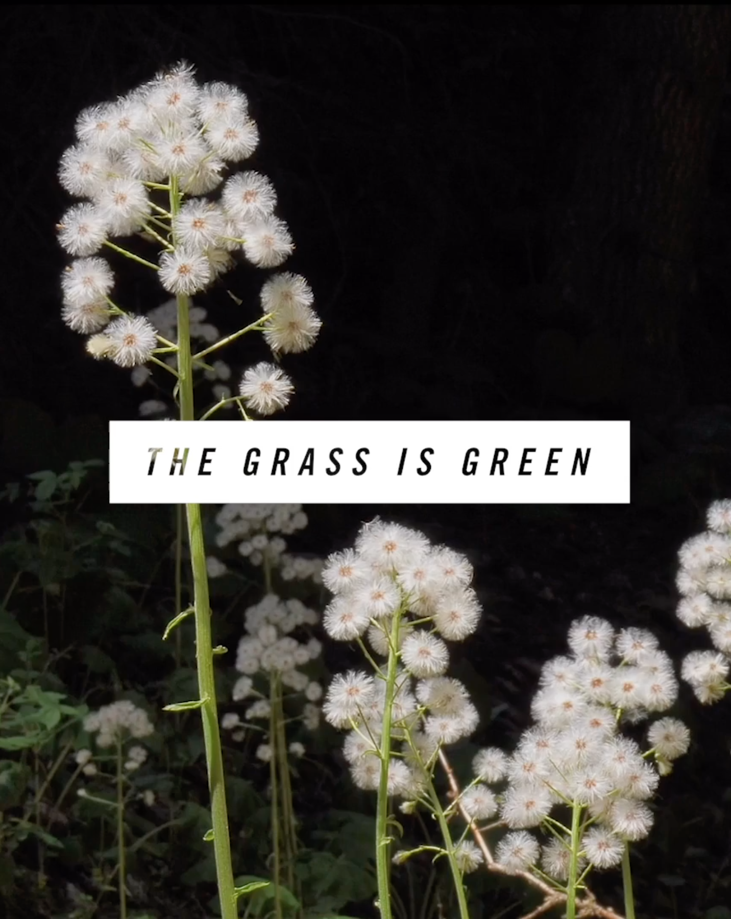 Screen Shot 2020-05-23 at 2.51.07 AM.png