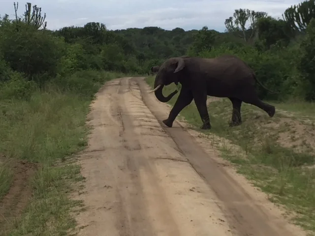 Elephant in Uganda