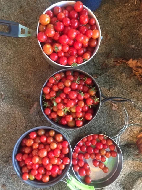 Cherry tomatoes in Kauai