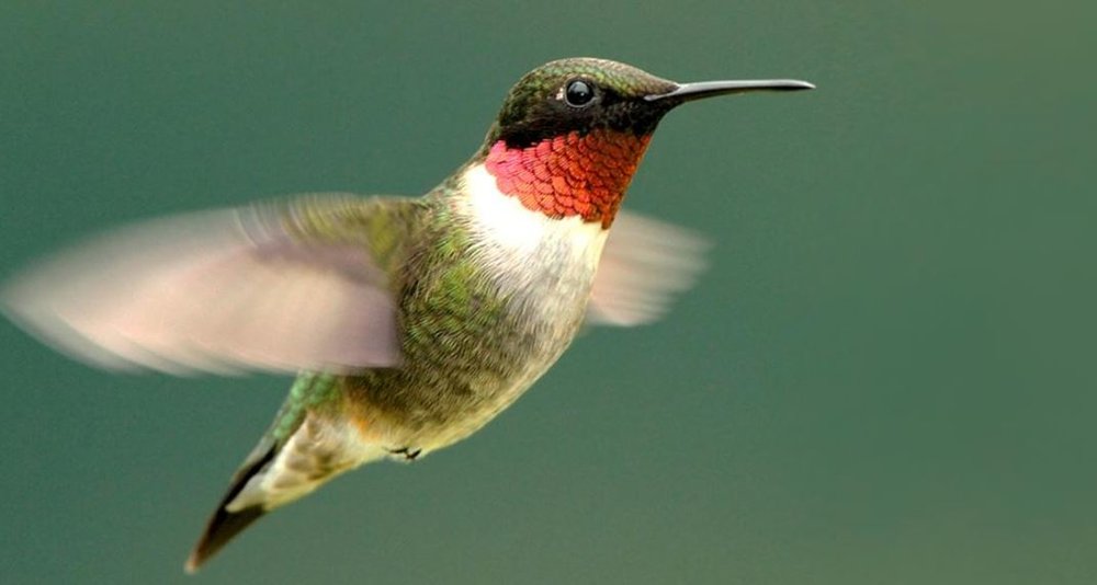 Ruby Throated Hummingbird.JPG