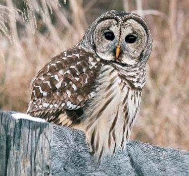 Barred Owl.JPG