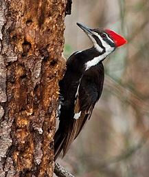 Pileated Woodpecker.JPG