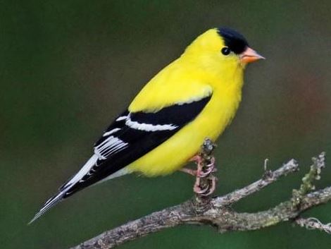 Goldfinch.JPG