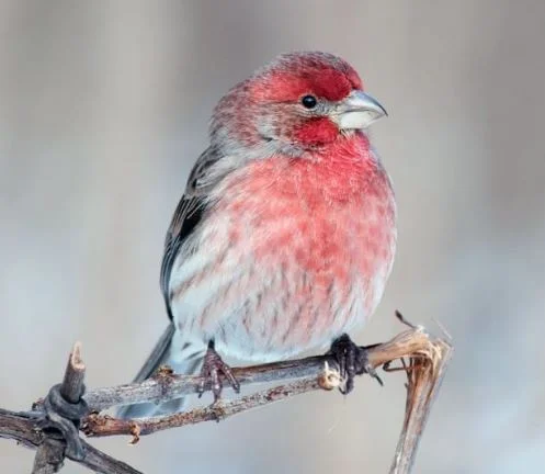 House Finch.JPG