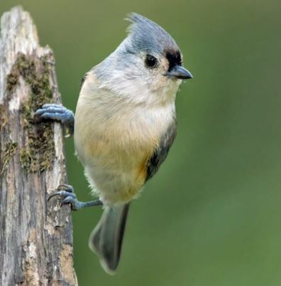 Tufted Titmouse.JPG