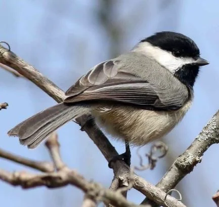 Chickadee.JPG