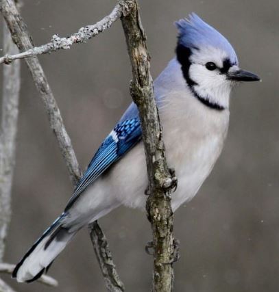 Blue Jay.JPG