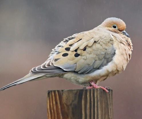 Mourning Dove.JPG