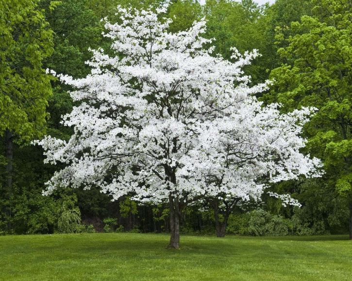 White Dogwood.JPG