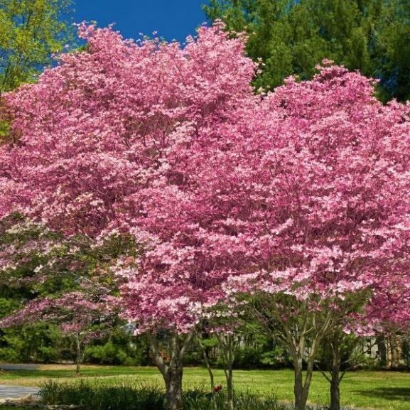 Pink Dogwood.JPG