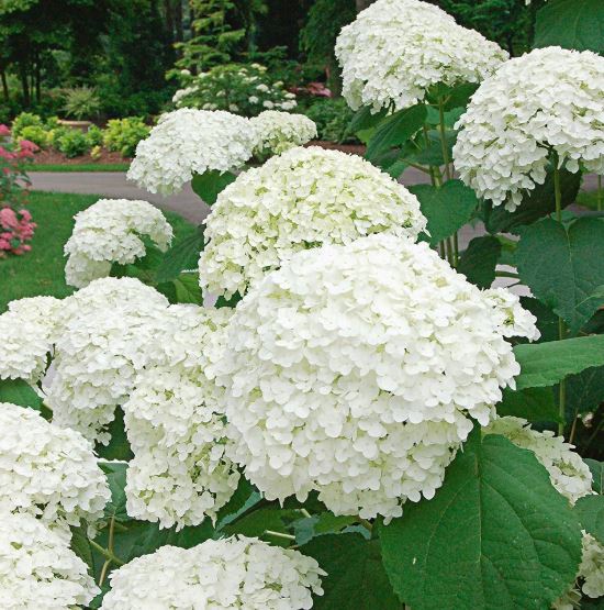 Hydrangea.JPG