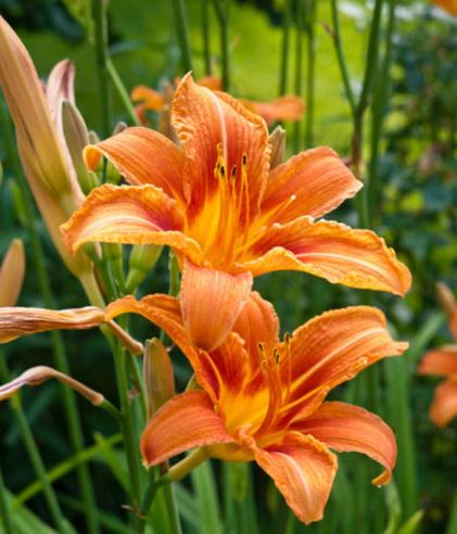 Orange Daylily.JPG