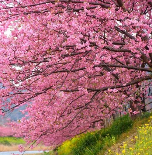 Pink Cherry Tree.JPG