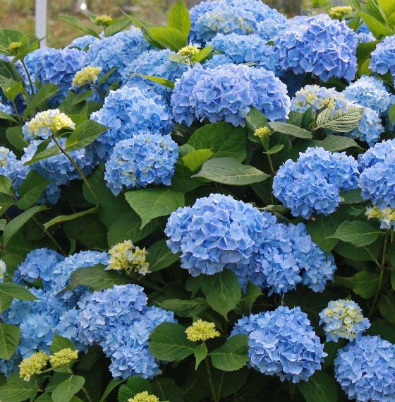 Blue Hydrangea.JPG