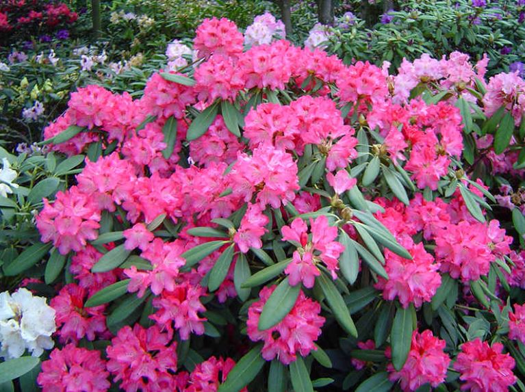 Pink Rhododendron.JPG