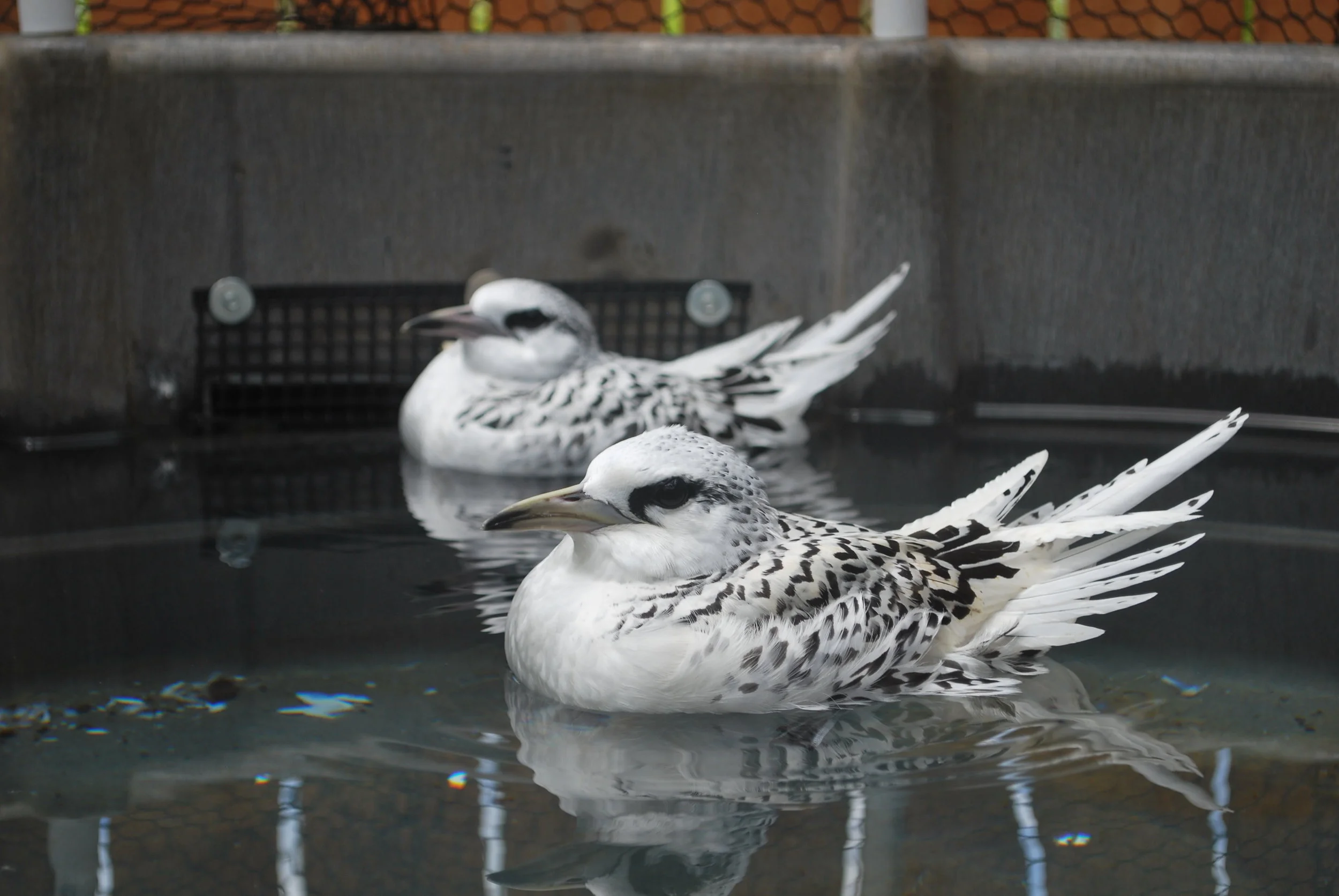 White-tailed Tropicbird/Koa'e kea