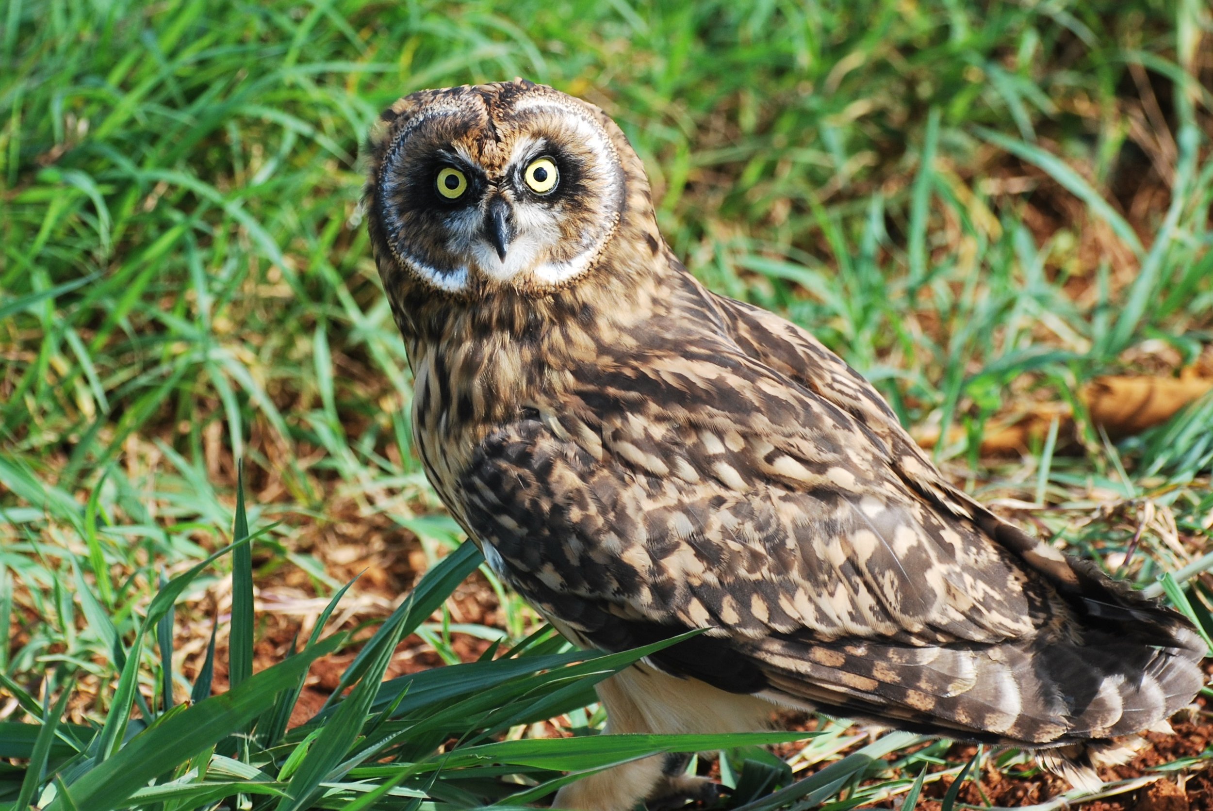 Hawaiian Short-eared Owl/Pueo